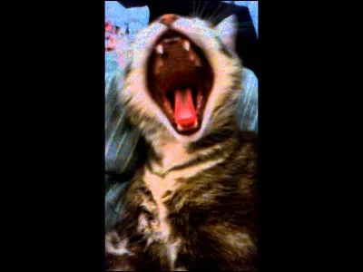 Que demande Étoile Brisée lors d'une assemblée ?