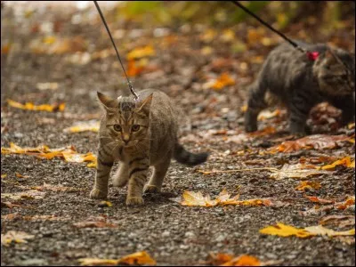 Que se passe-t-il sur le chemin du retour de leur voyage jusqu'aux Hautes-Pierres ?