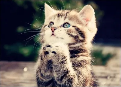 Que découvrent-il à leur retour ?