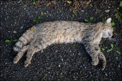 Qui trouve le cadavre de Petite Feuille ?