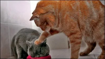 Qui est le meurtrier(e) de Petite Feuille ?