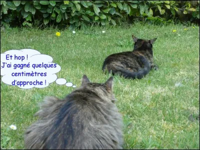 Qui apporte une aide inespérée pour attaquer le Clan de l'Ombre ?