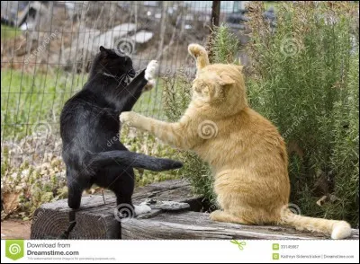 Avec qui Rusty se bat-il lors de sa première sortie dans la forêt ?