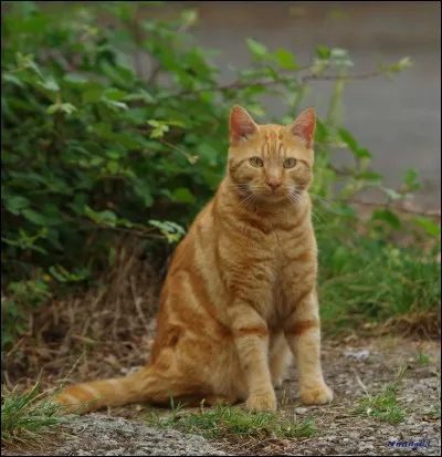 Quel nom donne Étoile Bleue à Rusty et pourquoi ? (version officielle)