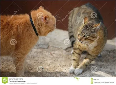 Qui insulte Nuage de Feu à cause de ses origines, au point que Nuage de Feu se batte avec lui (elle)?