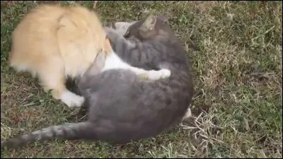 Que fait son adversaire qui met fin au combat ?