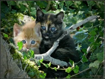 Qui sont les mentors de Nuage de Feu ?