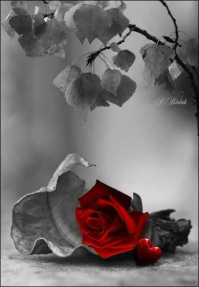 Qui a écrit le roman "Ce que vivent les roses" ?