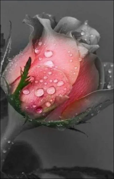 Qui a écrit "Et rose elle a vécu ce que vivent les roses, l'espace d'un matin" ?