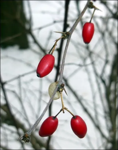 Quel nom porte le faux fruit du rosier ?