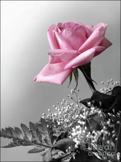 Dans le roman de Saint-Exupéry, que dit la rose au Petit Prince en parlant de ses quatre épines ?