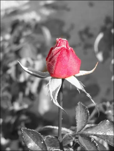 De quelle couleur était la rose du Caire pour Woodie Allen ?