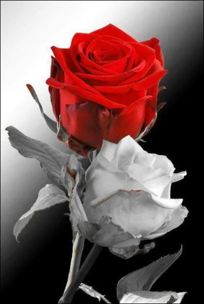 Dans quel pays s'est déroulée la guerre civile dite "Guerre des Deux-Roses" ?