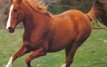 Quiz Galop 1
