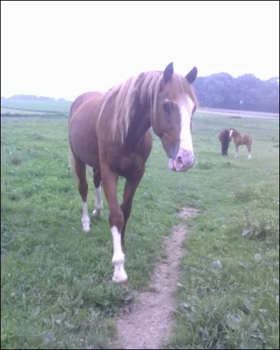 Comment appelle-t-on la ligne blanche sur la jambe du cheval ?
