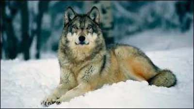 Et le loup se dit :