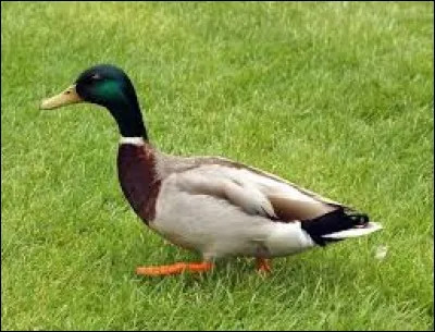 Et le canard se dit :