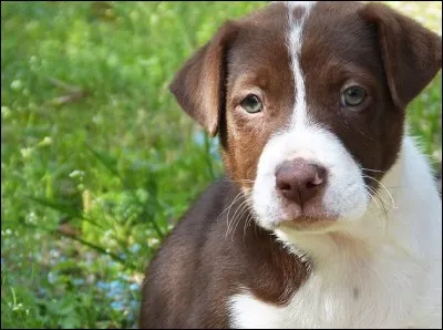 Et le chien se dit :