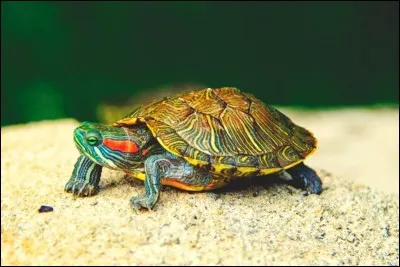 Et la tortue se dit :