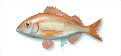 Et le poisson se dit :