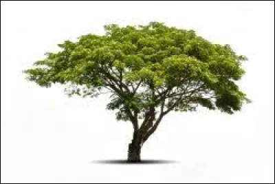 Et un arbre se dit :