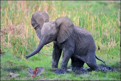 Quel est le bébé de l'éléphant ?