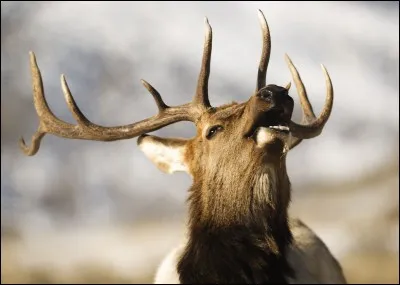 Comment s'appelle ceci en anglais ?