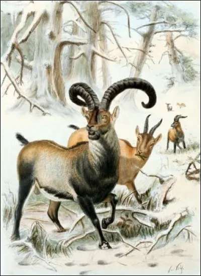 L'illustration montre une espèce officiellement disparue en 2000. Quelle est cette espèce ?