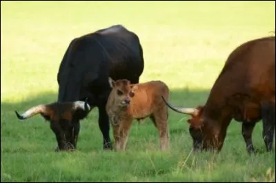 La photo représente une espèce reconstituée de cet animal disparu au début du XVIIe siècle. De quel animal s'agit-il ?