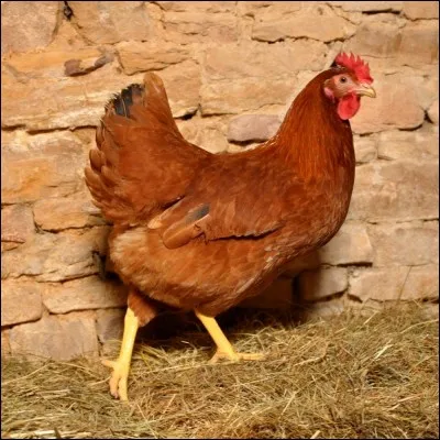 Comment s'appelle cet animal en anglais ?