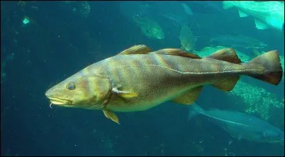 Comment s'appelle ceci en anglais ?