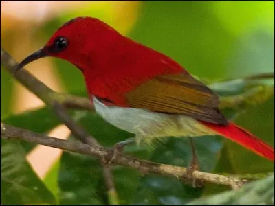 Comment s'appelle ceci en anglais ?