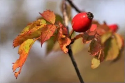 On y met la main ou le pied pour une correction mais seulement la main si de correction on manque. Il est...