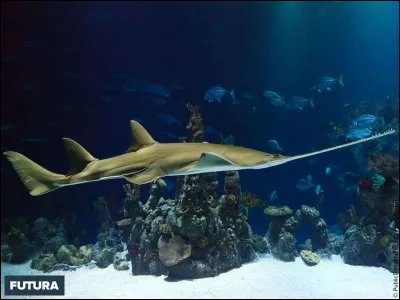 Combien mesure le requin-scie ?