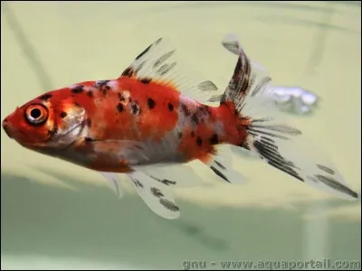 Quelle est la durée de vie d'un poisson japonais ?