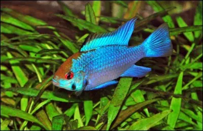 Les poissons "Apisto Ramirezi" bleus et électriques sont des poissons d'...