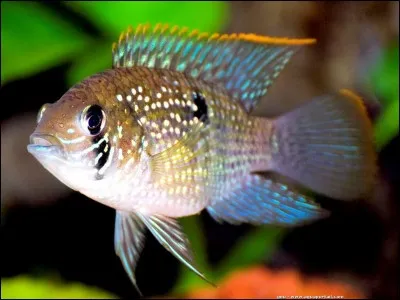 Les poissons "Aequidens Pulcher / Latifrons" sont des poissons d'...