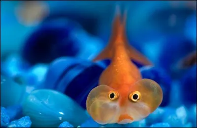 Les poissons "Bubles eyes" sont des poissons d'...