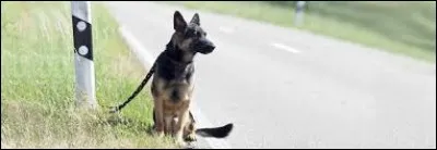 Vous souhaitez vous séparer de votre chien, que faites-vous ?