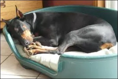 Où dort votre chien ?