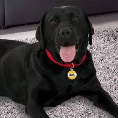 Votre chien possède-t-il un collier ?