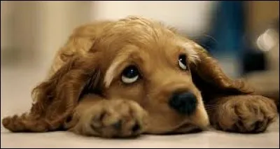 Vous rentrez chez vous et constatez que votre chien a fait pipi par terre, que faites-vous ?