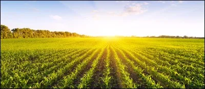 Comment s'appelle ceci en anglais ?