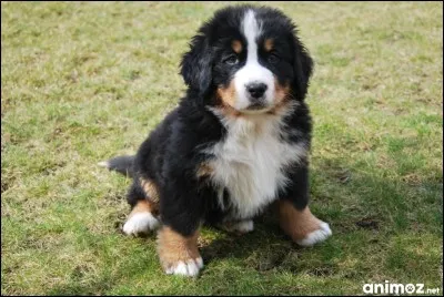 Quelle est cette race de chien ?