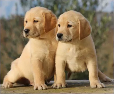 Quelle est cette race de chien ?