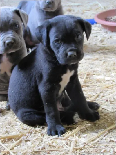 Quelle est cette race de chien ?