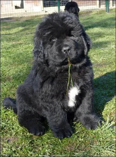 Quelle est cette race de chien ?