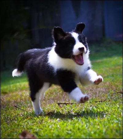 Quelle est cette race de chien ?