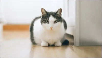 Comment s'appelle ceci en anglais ?