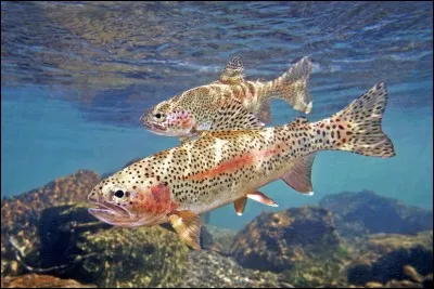 Comment s'appelle ceci en anglais ?